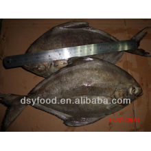 frozen black pomfret fish whole round